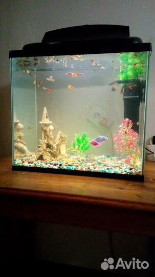 Аквариум