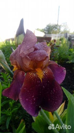 Ирис бородатый