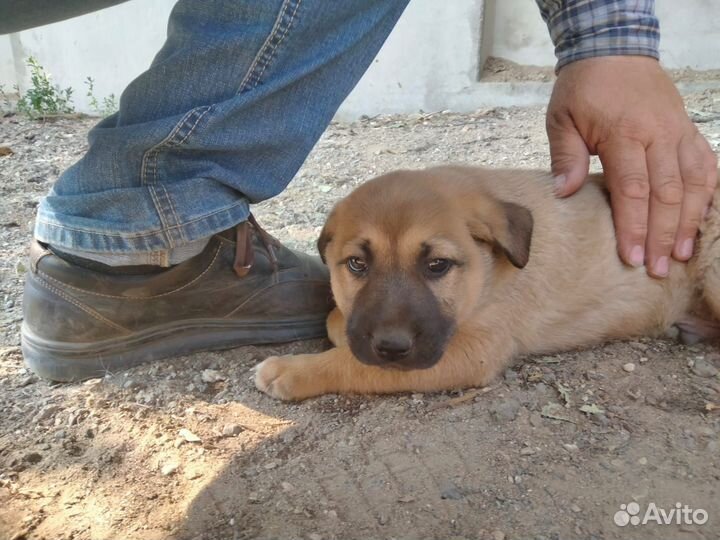 Щенки в добрые руки