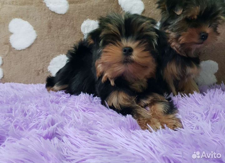 Йоркширский терьер щенки