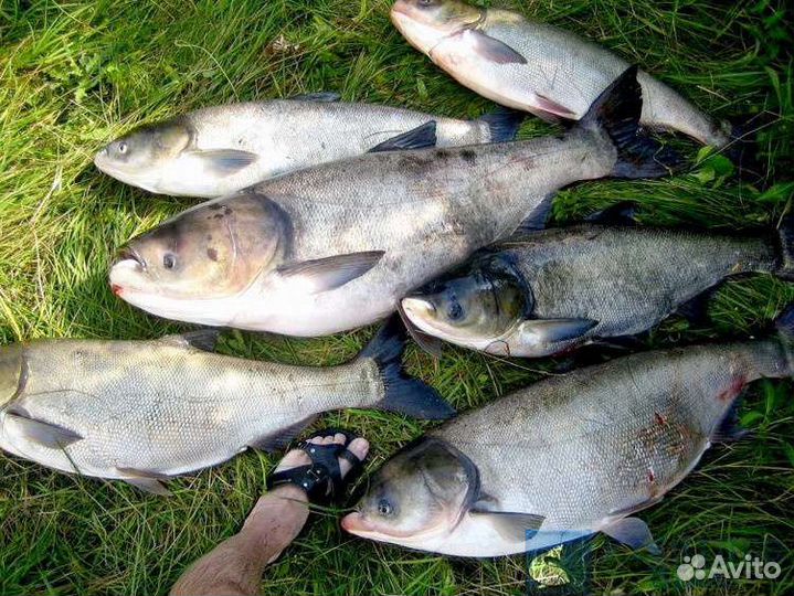 Свежая Рыба Толстолобик