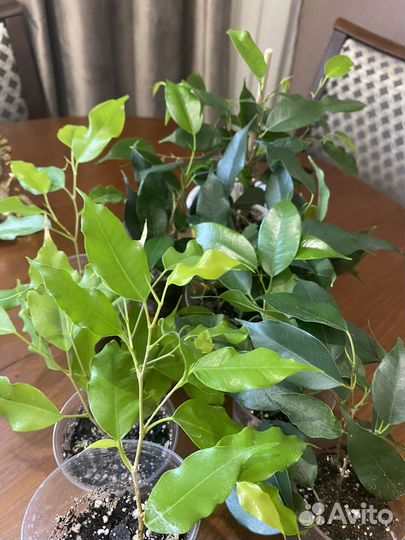 Бенджамина фикус