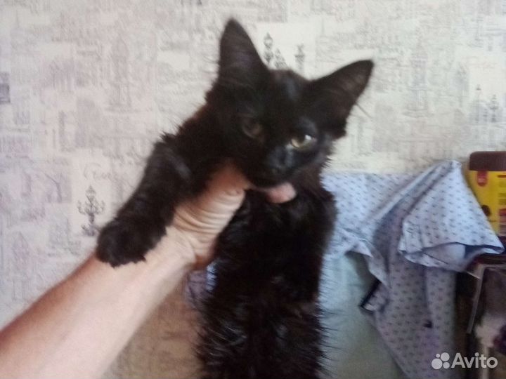 Кошка в дар