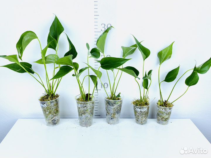 Антуриум Ариса Спрайт