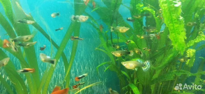 Гуппи драконовый