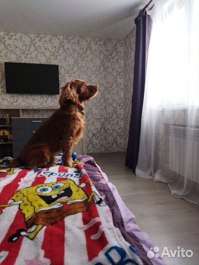 Вязка Кокер спаниель