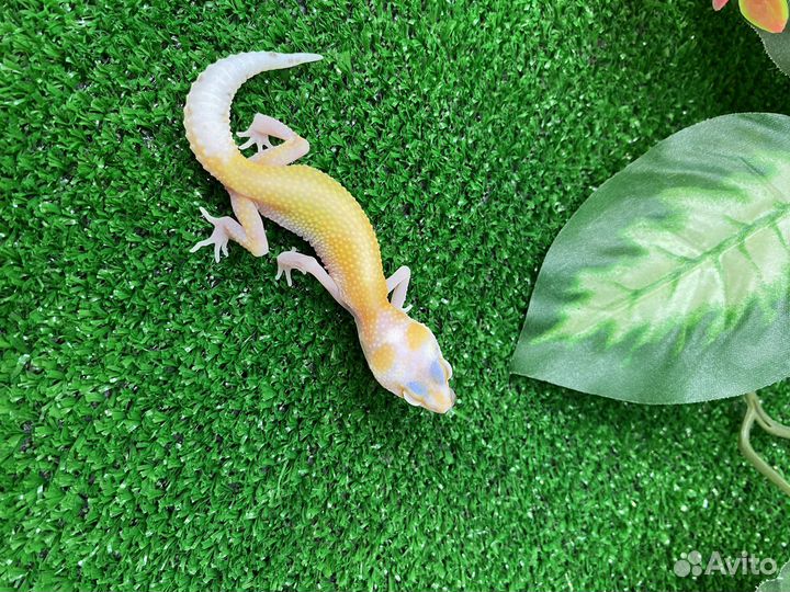 Малыши Эублефары