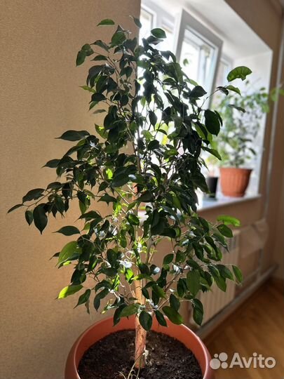 Фикус бенджамина