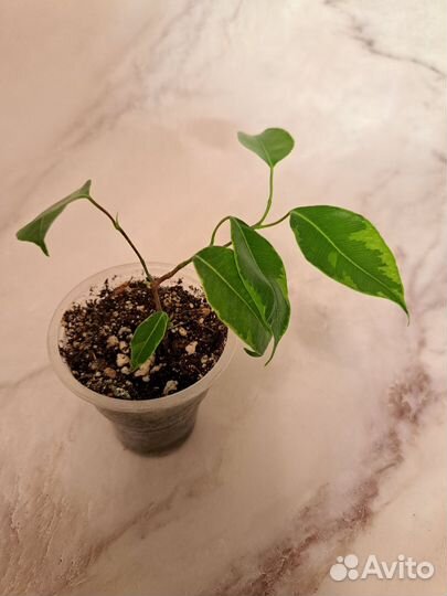 Фикус Вианди вариегатный