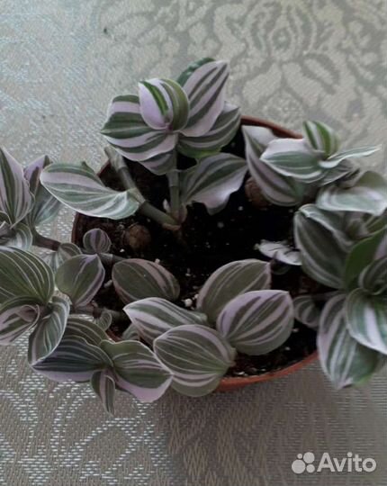 Тралесканция Розовая сирень. И другие