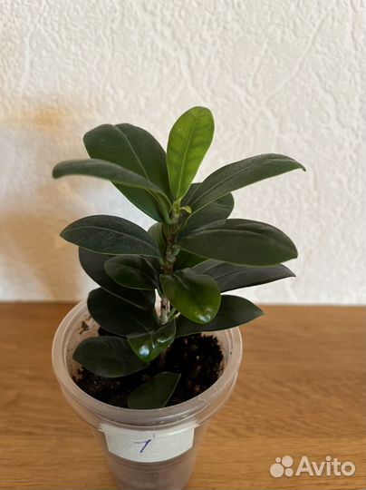 Фикусы Ретуза (микрокарпа ) компакта