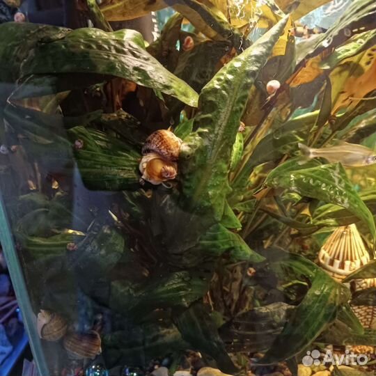 Аквариумные растения