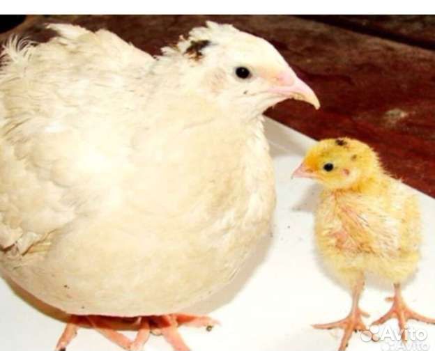 Инкубационое яйцо