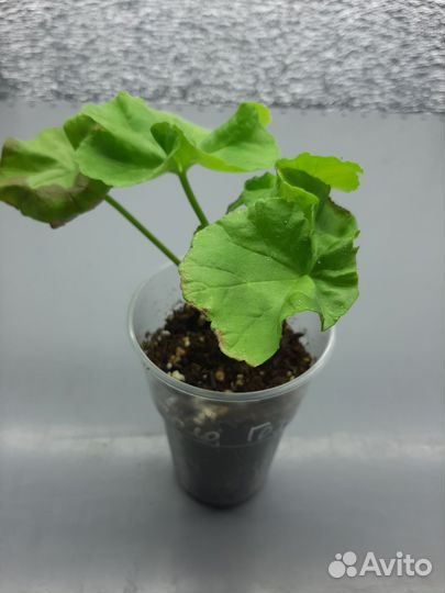 Пеларгония герань Сортовые