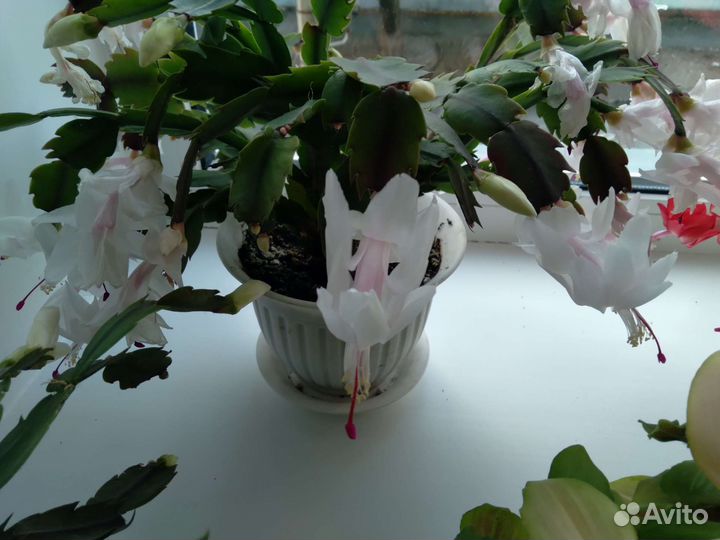 Цветок декабрист белый, розовый