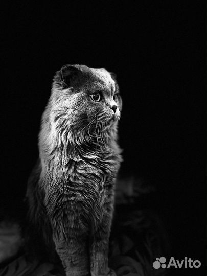 Кот на вязку