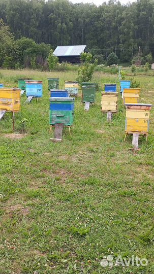 Продажа пчелосемьи