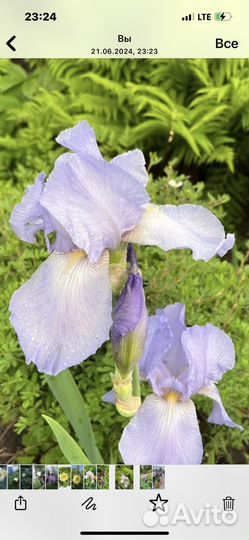 Ирис бородатый