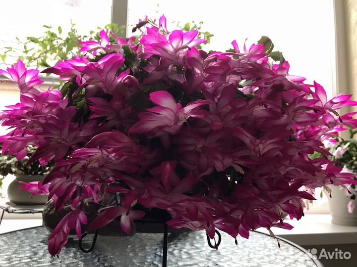 Декабрист шлюмбергера сныть декоративная