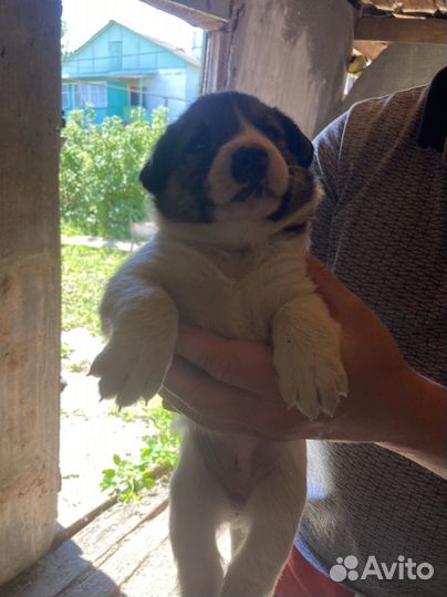 Щенки в добрые руки даром