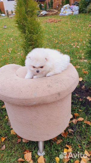 Померанский шпиц