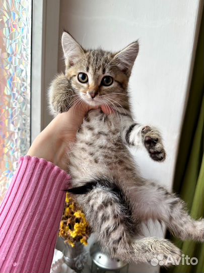 Котята ищут дом