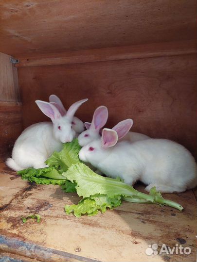 Кролики Белый Панон