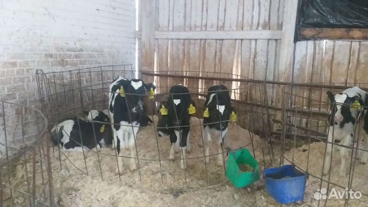 Телята голштино холмогоры от 3х недель