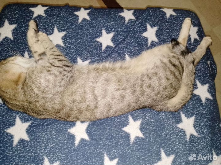 Потерялась кошка