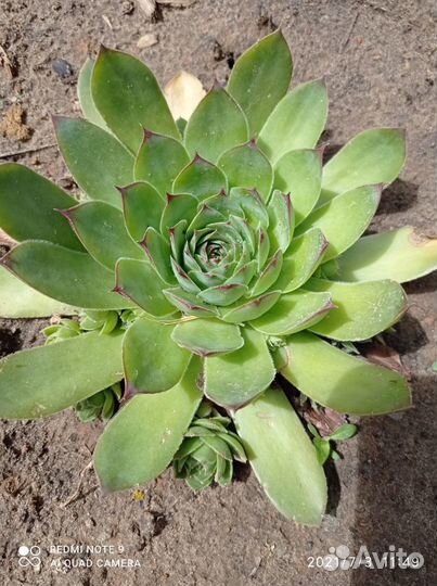 Каменная роза