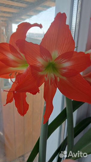 Гиппиаструм