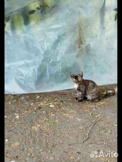 Девочка Маруся 2 месяца