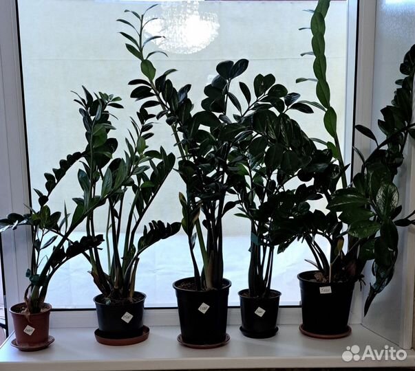 Комнатные цветы