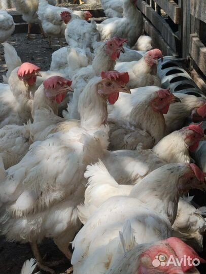 Куры несушки