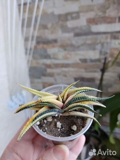 Хавортия лимифолия вариегатная