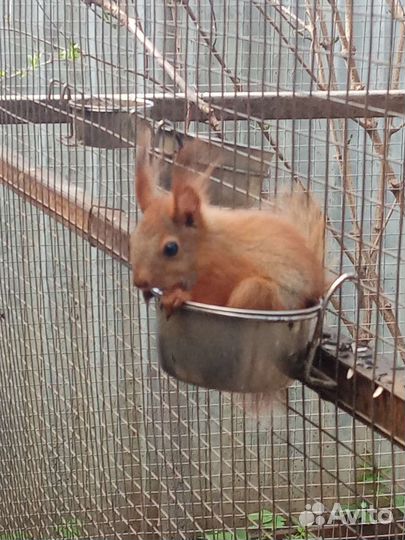 Вольерные алтайские белки