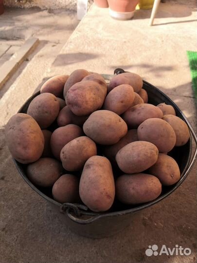 Продам картофель
