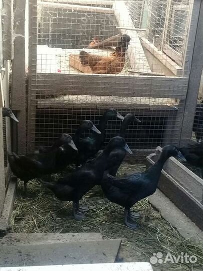 Утки Индийский бегунок