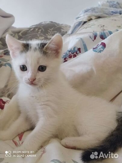 Отдадим в добрые руки котёнка-девочку