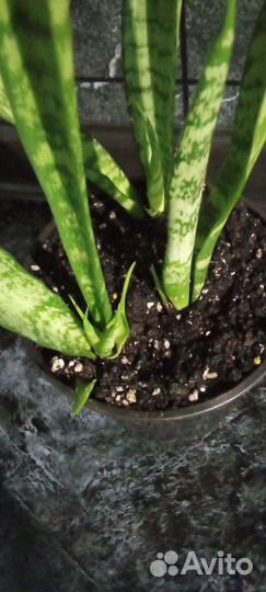 Сансевиерия