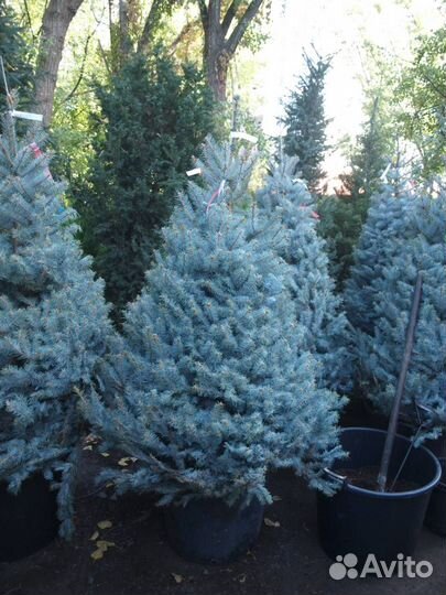 Голубые ели с питомника. Посадка. Большой выбор