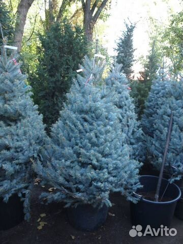 Голубые ели с питомника. Посадка. Большой выбор