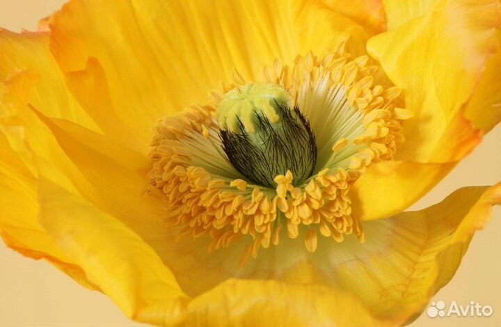 Мак декоративный