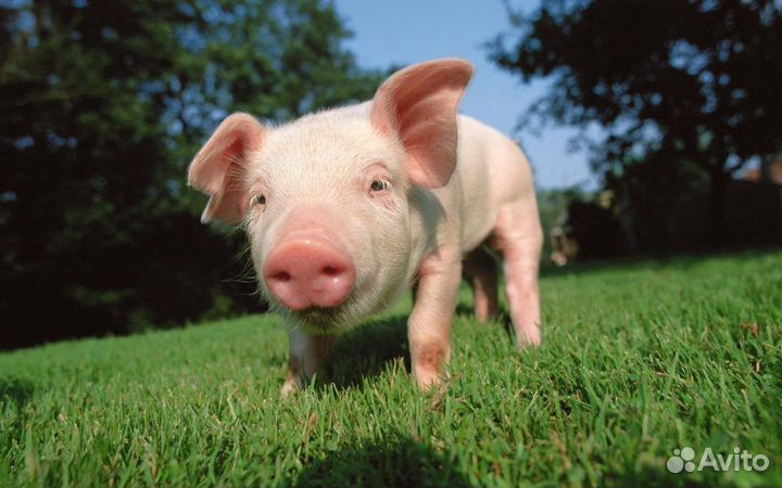 Продам мясо домашнего поросенка, именно домашнего