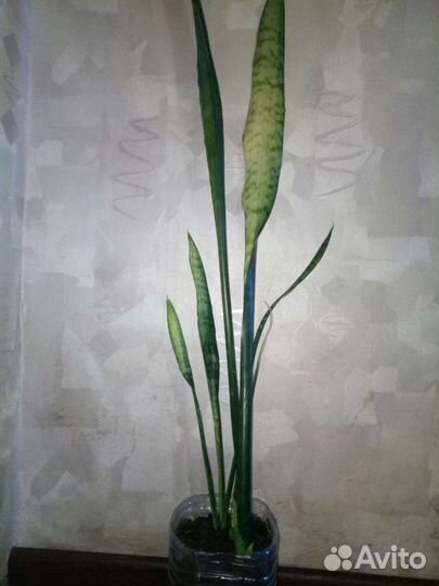 Сансевиерия