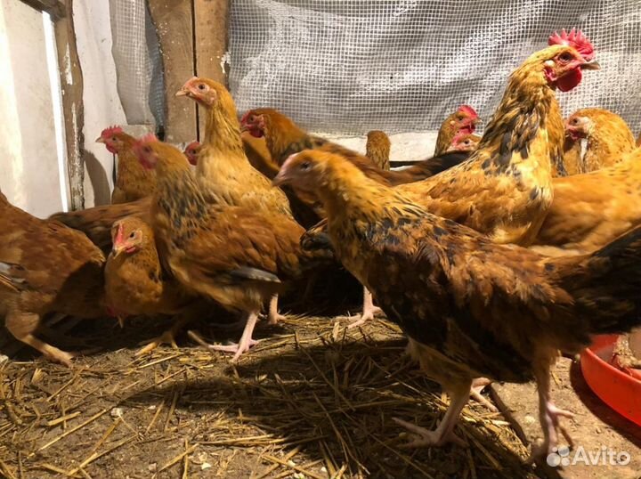 Куры кучинские юбилейные