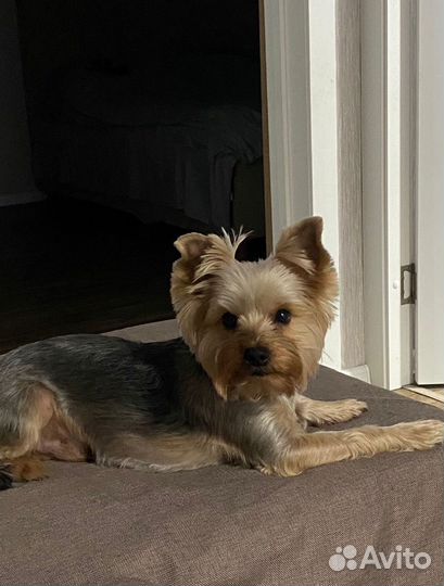 Йоркширский терьер мальчик вязка