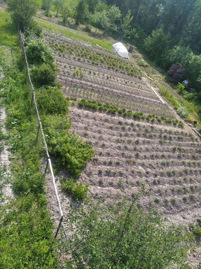 Участок 8 сот. (СНТ, ДНП)