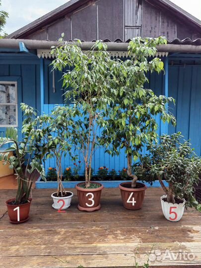 Комнатные цветы