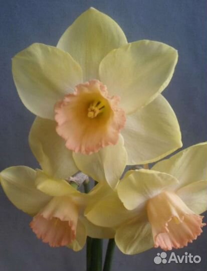 Нарцисс Сандокан 5 шт